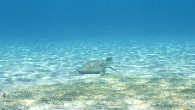 Unterwasser - Riff - Schildkröte - Suppenschildkröte - Tauchen - Curacao - Karibik - 4K
