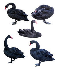 Naklejka premium set of five black swans isolated on white