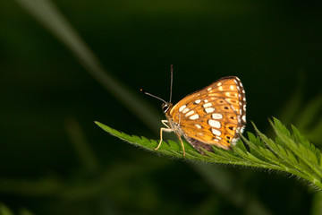 Macrophotographie d'insecte: Lucine (Hamearis lucina)