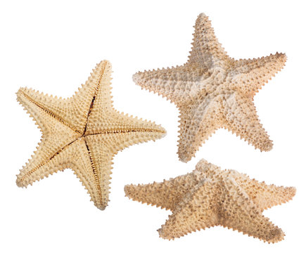 set of three beige starfishes isolated on white