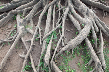tree root background