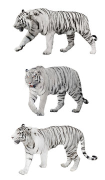 isolated three white striped tigers