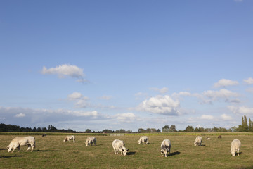 Fototapeta premium white cows in flanders meadow between ghent and bruges in belgiu