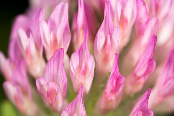 Obraz premium Red clover flower in nature