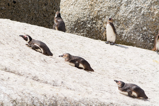 lazy jackass penguins lying on rocks in the sun