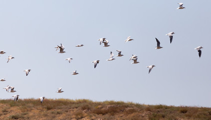 a flock of seagulls in flight