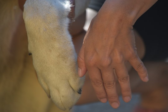 turkmen shepherd paw 