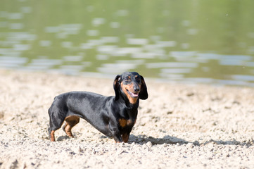 Dachshund portrait in summer