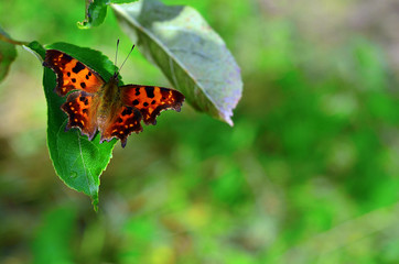 Comma butterfly. Summer background with free space for text.