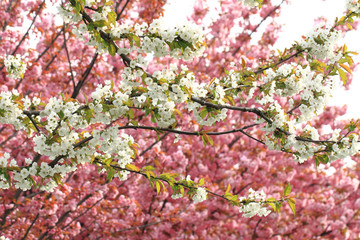 cherries flowers background