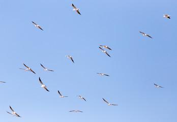 a flock of seagulls in flight