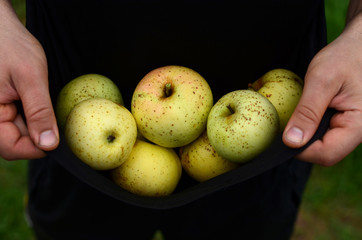 Organic apples in man's hands