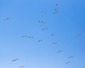 a flock of seagulls in flight