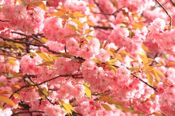 cherries flowers background