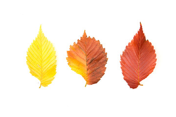 Fallen autumn leafs of a tree on white