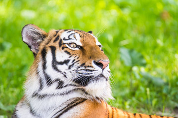 Portrait of a siberian tiger
