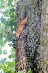 A Grey Squirrel peers out of a hole in a tree. These adorable tree squirrels can often be found...