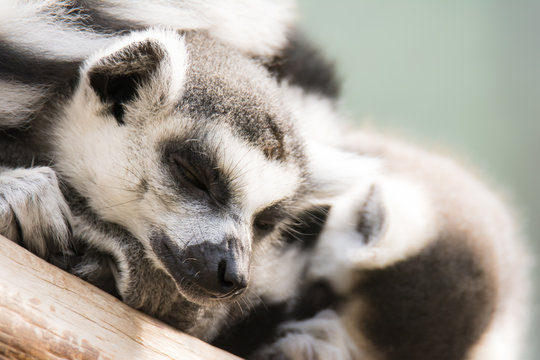 Dozing lemur cattas