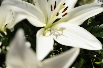 Wedding bands positioned on a white, pristine lily 