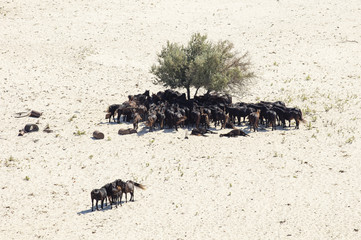 wild black horses and alone tree in desert