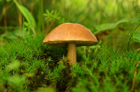 Tubular edible mushroom in the moss in forest