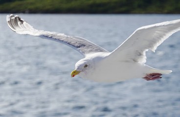 A seagull bird flying in the sky over water