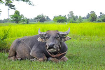 Obraz premium buffalo relaxing under the tree in the rice field