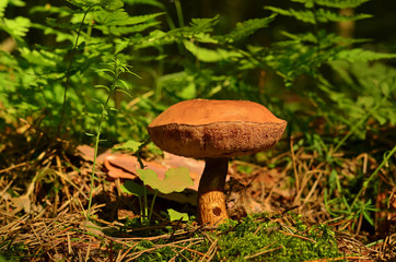 Brown mushroom in a forest