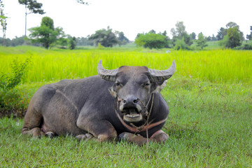 buffalo relaxing under the tree in the rice field