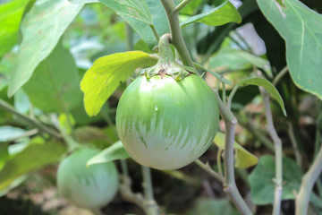 Thai eggplant on the tree in the garden