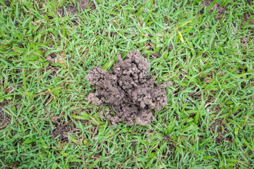 Penny earthworms and organic matter debris. Including soil microbes and earthworms eat and then...
