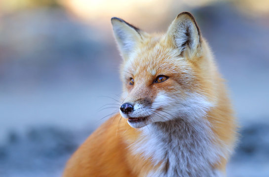 Red fox hunting in winter in Algonquin Park, Canada