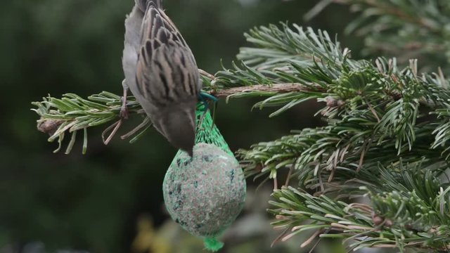 House Sparrow searching seeds on bird fat ball. 