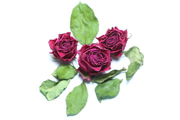 Three past blossom roses isolated