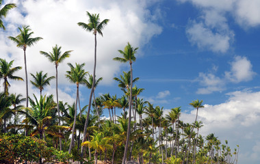 Obraz premium Palm Trees In Front Of Azure Skyline. Photo toned.