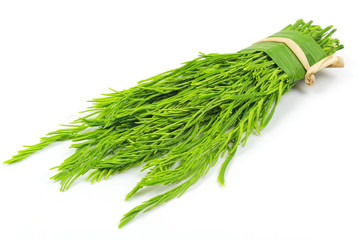 Acacia pennata isolated on white background