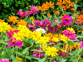 The zinnia flower is  one of the easiest flowers to grow in the