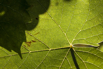 Grapevine leaf close up. Organic texture 
