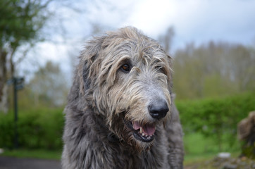 Gorgeous Irish Wolfhound Dog with a Thick Silver Coat