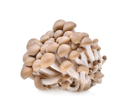 shimeji mushrooms brown varieties on white background