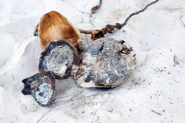 Still Life - coconuts on a tropical white sand beach