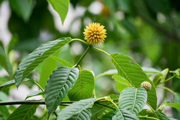 mitragyna speciosa korth (kratom) a drug from plant to a categor