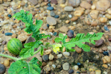 young small watermelon in the garden