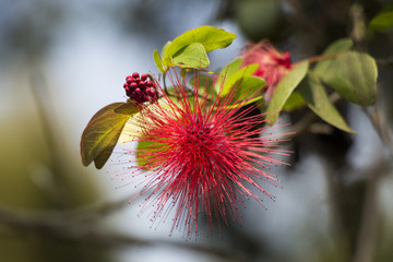 Bl&uuml;te auf Bali (Indonesien)