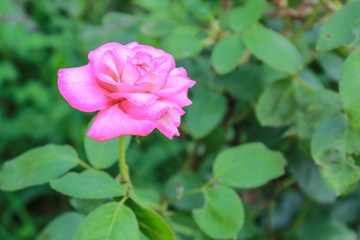Pink rose on the green leaf in the garden