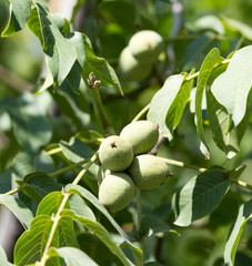 green walnuts on the tree