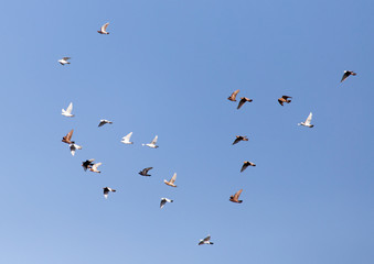 Dove in flight against blue sky