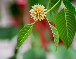 mitragyna speciosa korth (kratom) a drug from plant to a categor