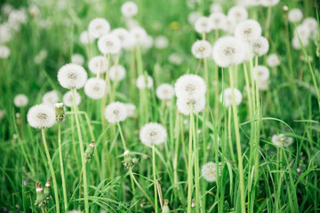 Fototapeta premium glade of dandelions