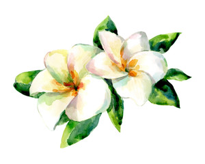 Watercolor illustration of exotic flower on a white background.